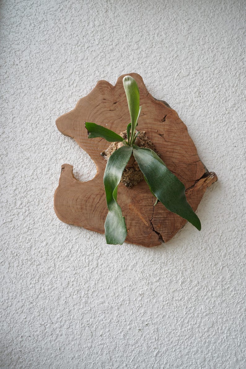 Wall Mounted Live Plant | Staghorn Fern | Real Natural Wood image 13