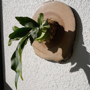 Wall Mount for Plants | Real Natural Wood | Cedar and Camphor | Sanded, Sealed | Staghorn Fern image 7