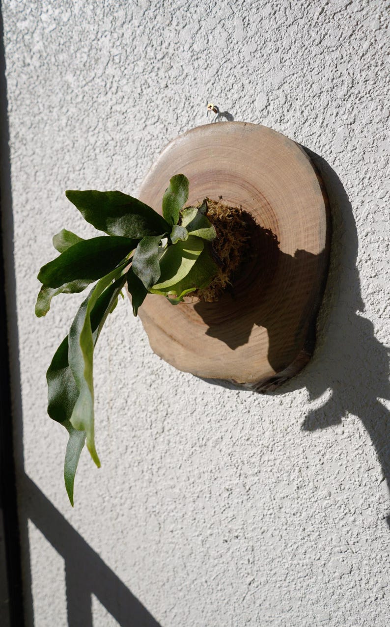 Wall Mount for Plants | Real Natural Wood | Cedar and Camphor | Sanded, Sealed | Staghorn Fern image 7