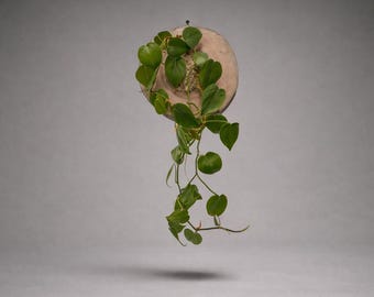 Wall Mounted Live Plant on Real Wood | Pothos | Philodendron | Natural