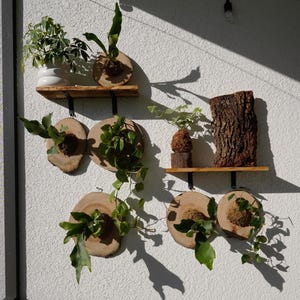 Wall Mounted Live Plant | Staghorn Fern | Real Natural Wood image 5