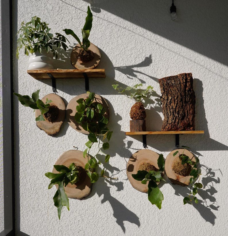 Wall Mounted Live Plant | Staghorn Fern | Real Natural Wood image 5