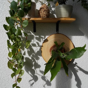 Wall Mounted Live Plant | Staghorn Fern | Real Natural Wood zdjęcie 12
