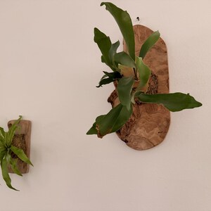 Pu&ograve; includere: Due felci a corna di cervo montate, con foglie verde vibrante. Una &egrave; attaccata a una piccola placca di legno rettangolare, l'altra a una placca di legno ovale pi&ugrave; grande. Le placche sono montate su un muro bianco.
