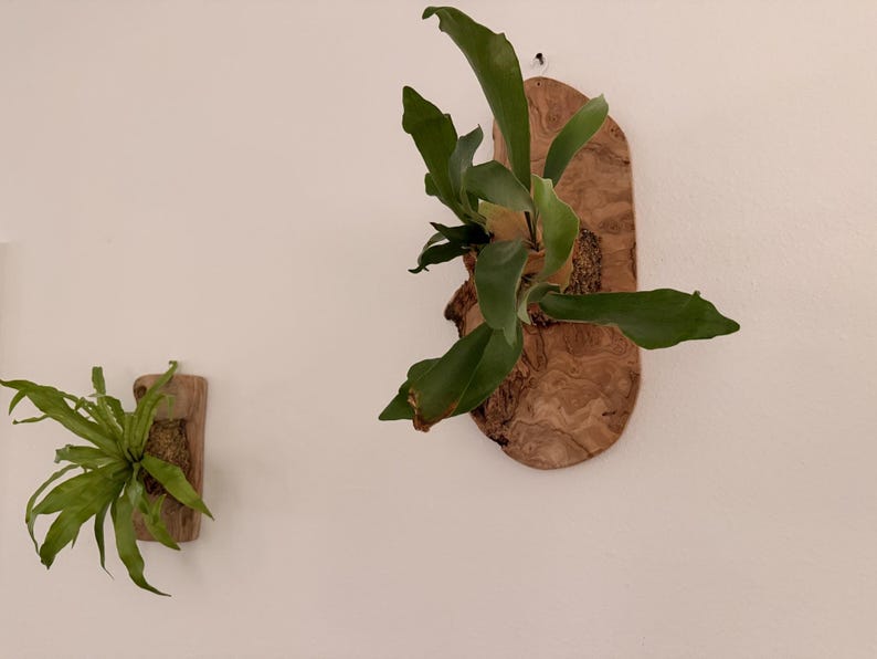 Pu&ograve; includere: Due felci a corna di cervo montate, con foglie verde vibrante. Una &egrave; attaccata a una piccola placca di legno rettangolare, l'altra a una placca di legno ovale pi&ugrave; grande. Le placche sono montate su un muro bianco.