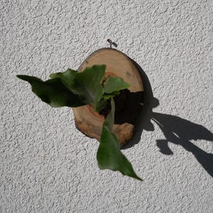 Wall Mounted Live Plant | Staghorn Fern | Real Natural Wood zdjęcie 16