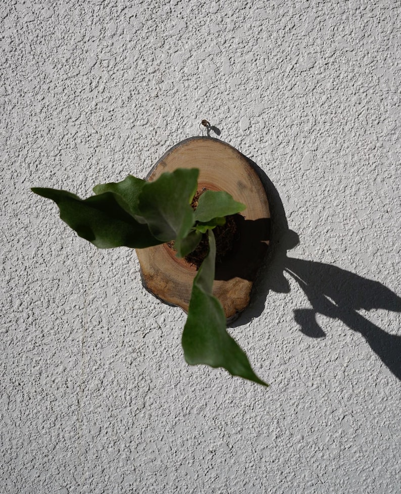 Wall Mounted Live Plant | Staghorn Fern | Real Natural Wood zdjęcie 16