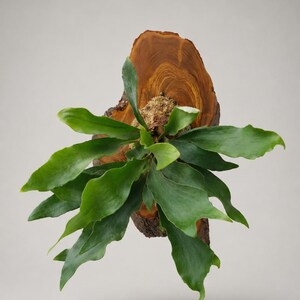 Wall Mounted Live Plant | Staghorn Fern | Extra Large Real Natural Wood immagine 2