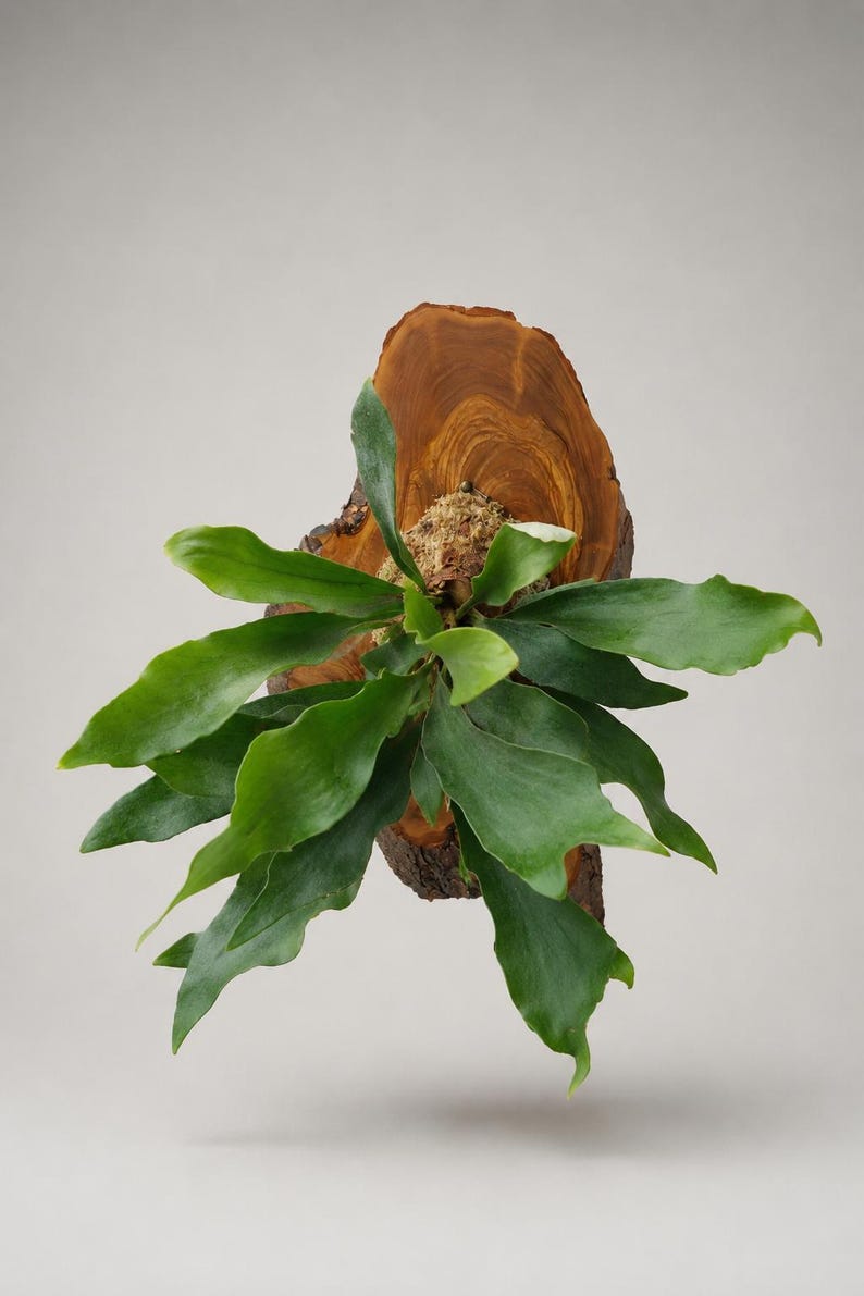 Wall Mounted Live Plant | Staghorn Fern | Extra Large Real Natural Wood immagine 2