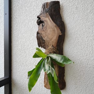 1 of 1 Collection - Wall Mounted Live Plant | Staghorn Fern | Extra Large Real Wood image 3