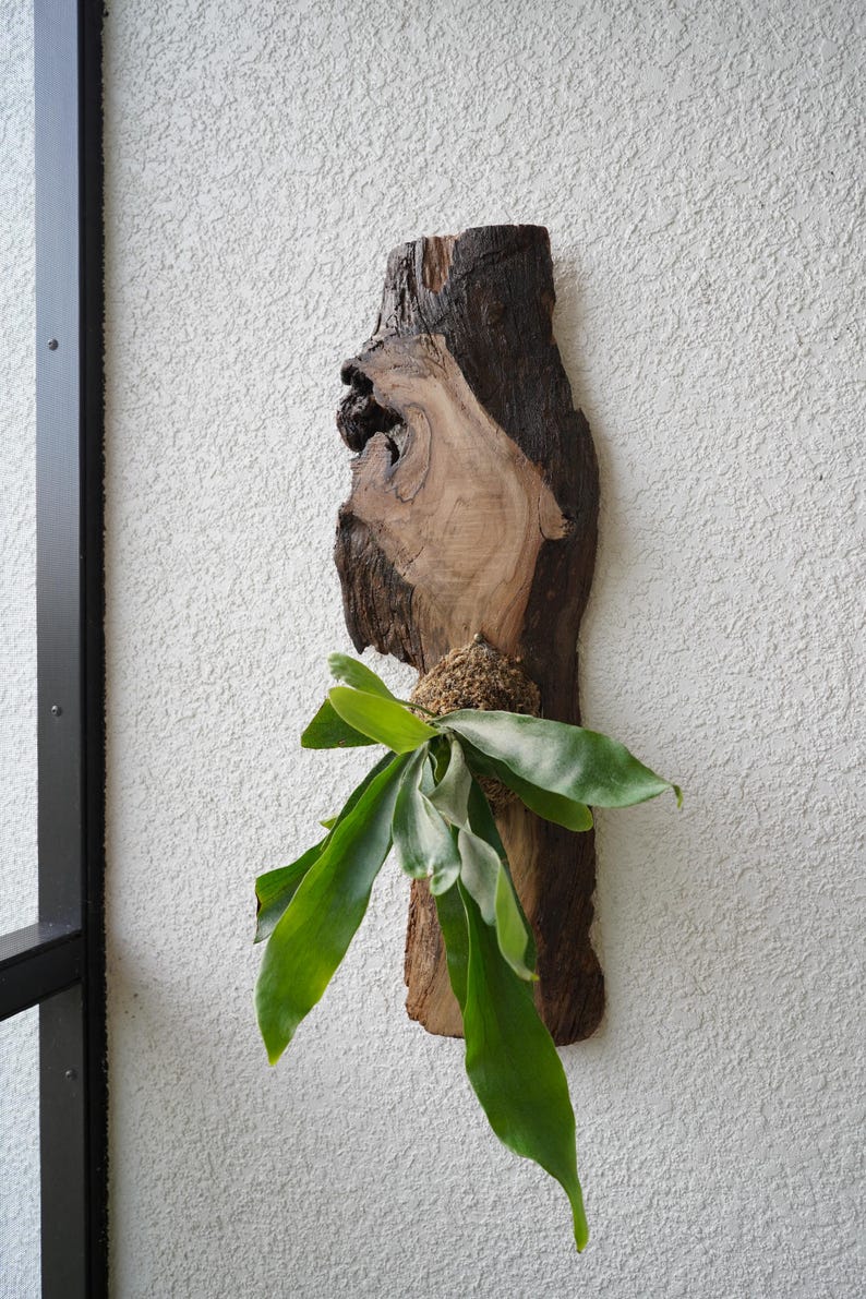 1 of 1 Collection - Wall Mounted Live Plant | Staghorn Fern | Extra Large Real Wood image 3