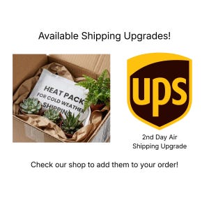 K&ouml;nnte beinhalten: Ein Karton mit kleinen Topf-Sukkulenten und einem Heizkissen mit der Aufschrift "HEAT PACK FOR COLD WEATHER SHIPPING". Ein UPS-Logo mit dem Text "2nd Day Air Shipping Upgrade".