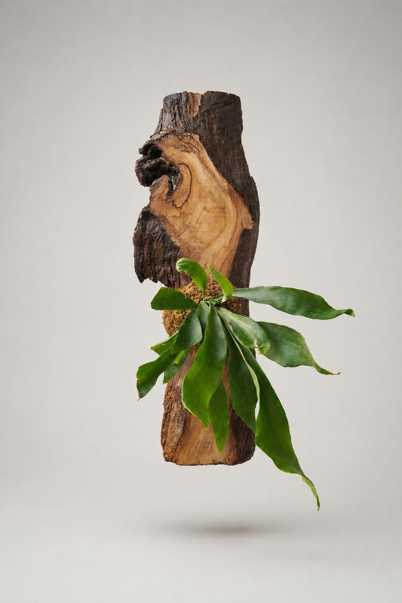 1 of 1 Collection - Wall Mounted Live Plant | Staghorn Fern | Extra Large Real Wood image 1
