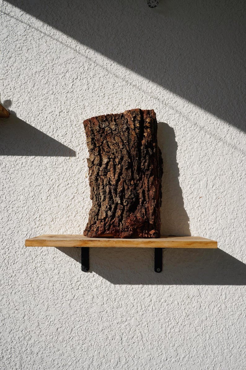 Wall Mount for Plants | Real Natural Wood | Cedar and Camphor | Sanded, Sealed | Staghorn Fern Large Cork Bark