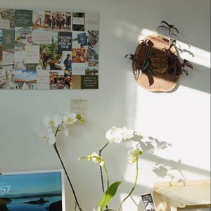 Wall Mounted Live Plant | Staghorn Fern | Real Natural Wood image 7