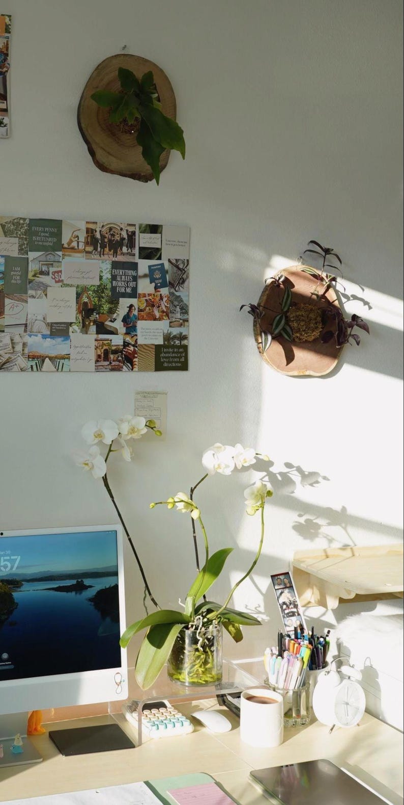 Wall Mounted Live Plant | Staghorn Fern | Real Natural Wood image 7