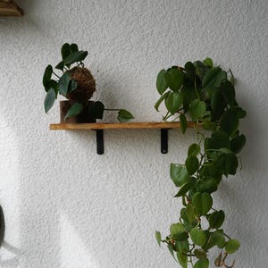 Kokedama Moss Balls | Various Plants | Pothos, Fern, Ivy | Comes with Natural Wood Base image 11