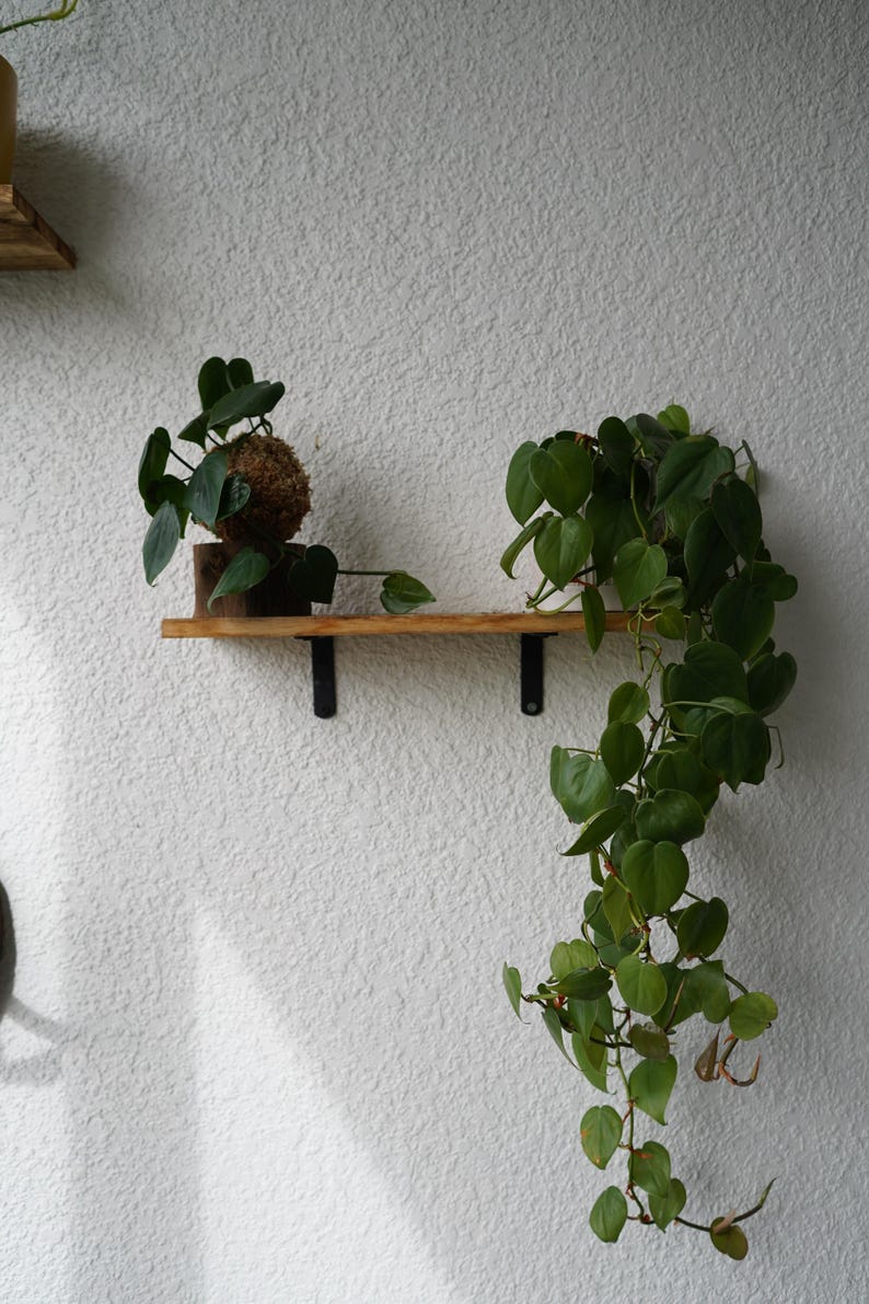 Kokedama Moss Balls | Various Plants | Pothos, Fern, Ivy | Comes with Natural Wood Base image 11