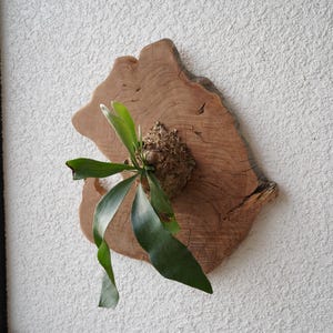 Wall Mounted Live Plant | Staghorn Fern | Real Natural Wood image 3