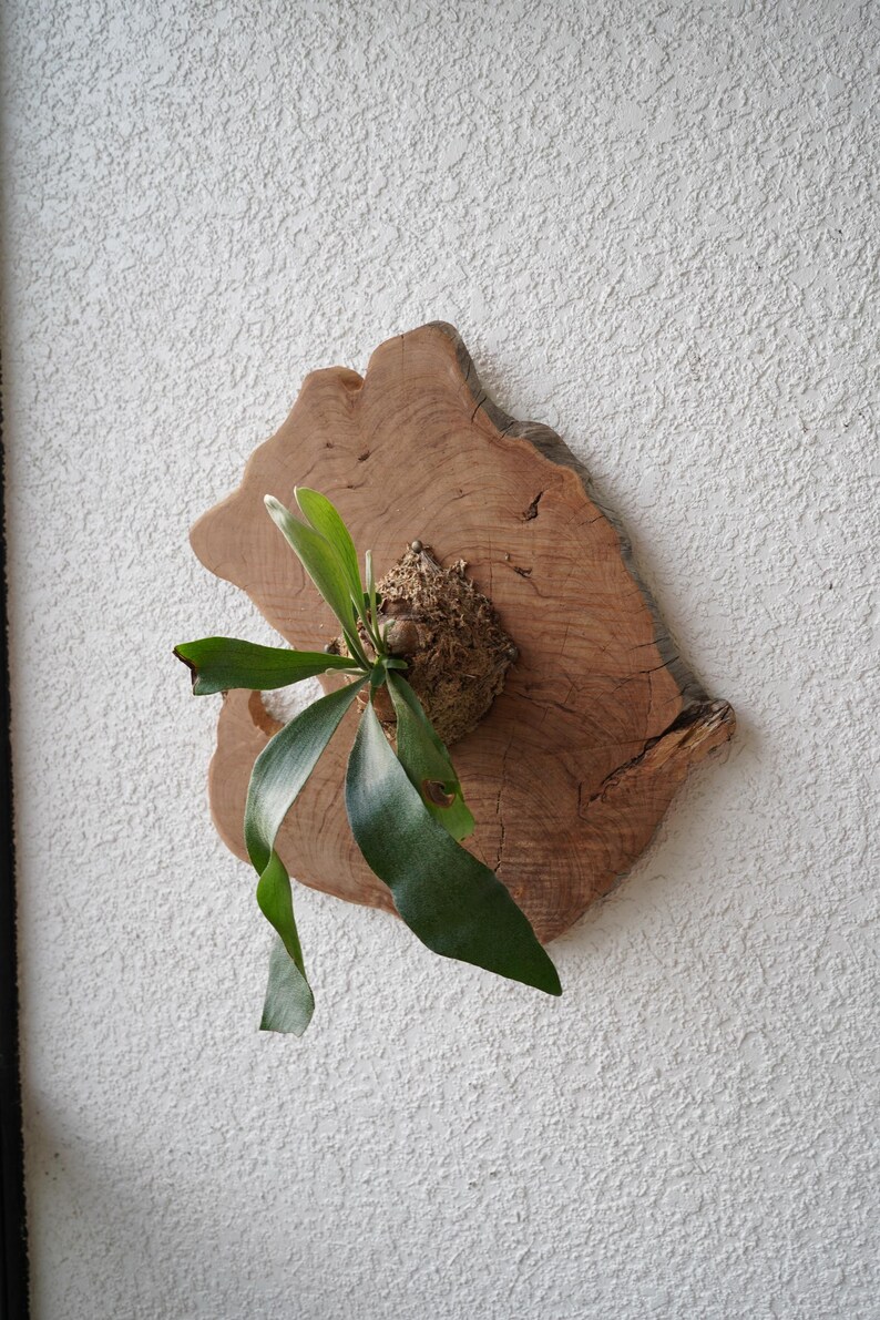 Wall Mounted Live Plant | Staghorn Fern | Real Natural Wood image 3