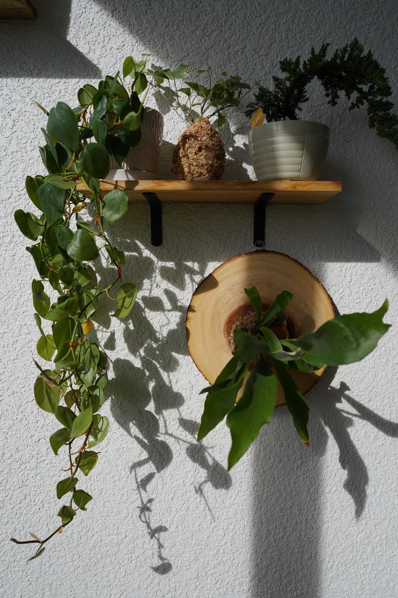 May include: A wooden shelf with black brackets holds potted plants and a kokedama. A staghorn fern is mounted on a wooden slice. Trailing green plants cascade down the white textured wall, casting shadows.