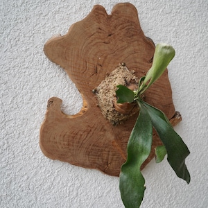 Wall Mounted Live Plant | Staghorn Fern | Real Natural Wood image 6