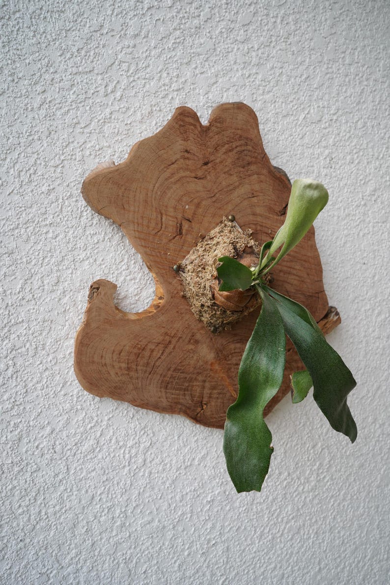 Wall Mounted Live Plant | Staghorn Fern | Real Natural Wood image 6