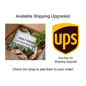Wall Mounted Live Plant | Staghorn Fern | Extra Large Real Natural Wood immagine 6
