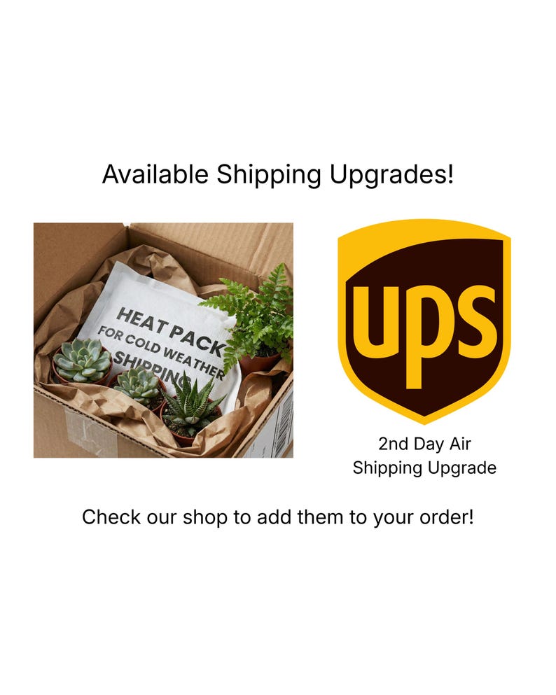 Wall Mounted Live Plant | Staghorn Fern | Extra Large Real Natural Wood immagine 6
