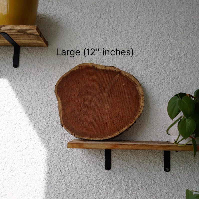 Wall Mount for Plants | Real Natural Wood | Cedar and Camphor | Sanded, Sealed | Staghorn Fern image 9