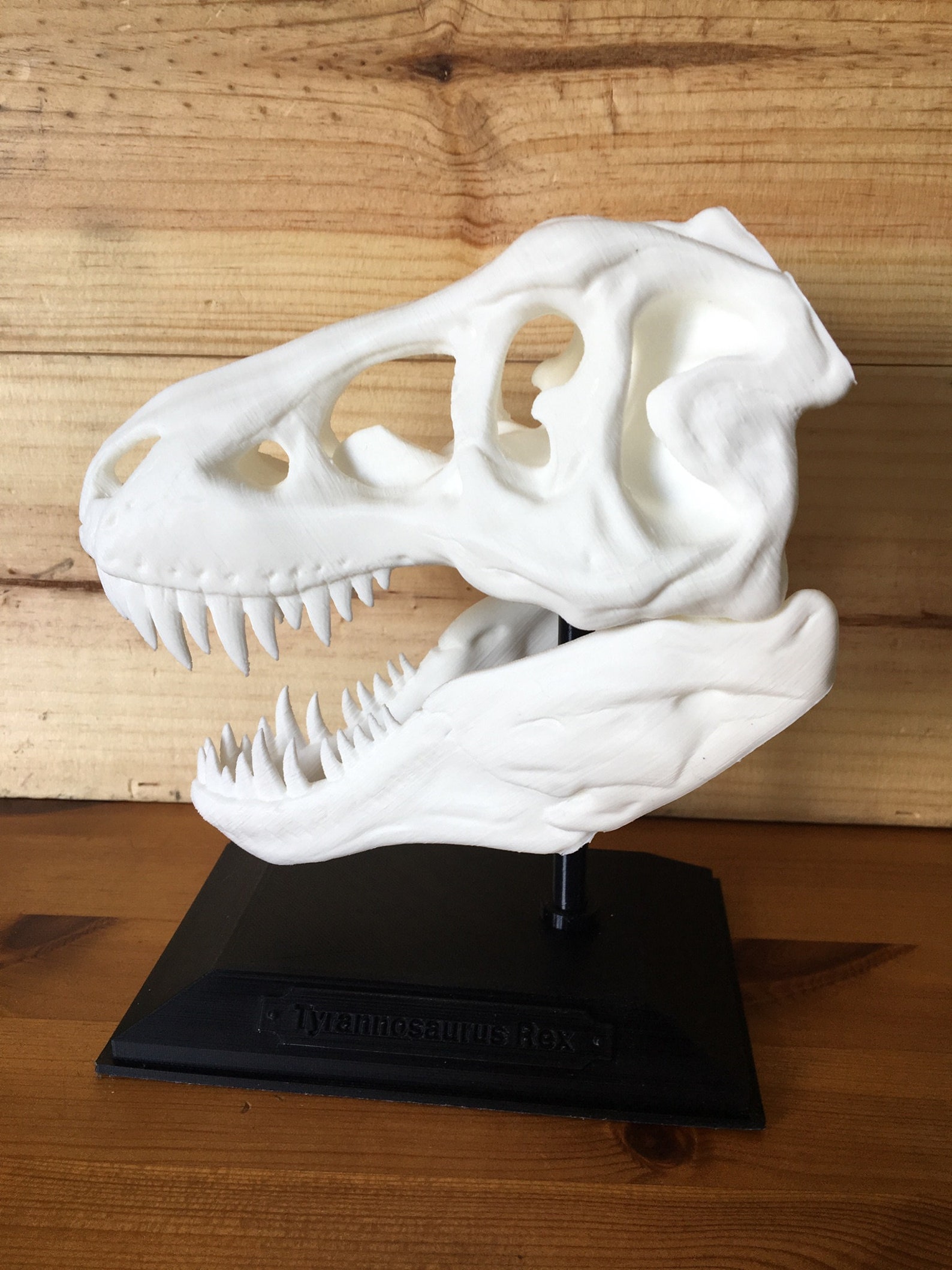 3D Printed White T Rex Tyrannosaurus Rex Head Skull New Etsy