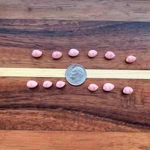 Puede incluir: Una colección de pequeños objetos rosados de forma ovalada dispuestos sobre una superficie de madera, con una moneda de diez centavos en el centro para comparar el tamaño. Los objetos están espaciados uniformemente, creando un patrón simétrico.