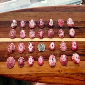 May include: A collection of twenty-seven oval-shaped limpet shells arranged in four rows, each featuring a deep magenta and white radial pattern with a central aperture. A silver United States dime is placed among the shells for scale.