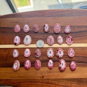 May include: A collection of twenty-three oval-shaped pink and white limpet shells arranged in four rows. Each shell features a central hole and radial striations. A silver-colored United States dime is placed in the center for scale reference.
