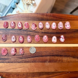 May include: A collection of small, reddish-pink seashells with white and pink patterns, arranged on a wooden surface. A US quarter is included for size reference. The shells are oval-shaped and have a textured appearance, suggesting a natural, coastal theme.