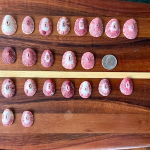 Zeldzame roze limpets, natuurlijke schaal, uniek in zijn soort