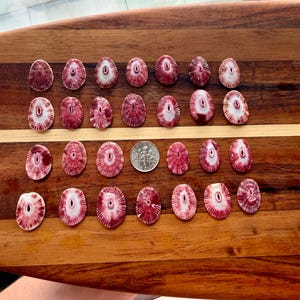 May include: A collection of twenty-seven oval-shaped pink and white limpet shells arranged in four rows. Each shell features a central hole and radial patterns. A silver-colored United States dime is placed among the shells for scale.