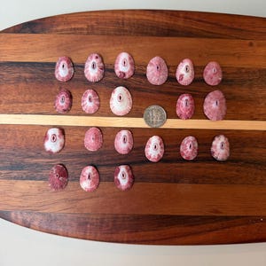 May include: An arrangement of small, pink and white seashells on a wooden surface. The shells are arranged in rows and columns, with a US dime for scale. The shells have a circular shape with a central opening and radial ridges.