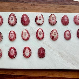 Puede incluir: Disposición de pequeñas conchas ovaladas en tonos rojos y blancos. Las conchas están dispuestas sobre una superficie de mármol blanco, con un fondo de madera. Las conchas tienen un patrón radial.