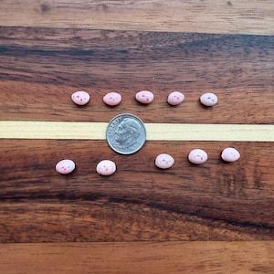 Cauríes rosados raros con puntos marrones, conchas naturales