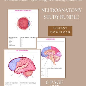 Neuroscience Anatomy Worksheets | Active Recall Study Guide (PDF Download)