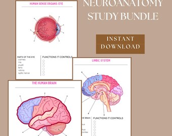 Neurowissenschafen Anatomie Arbeitsblätter | Aktiver Rückruf Lernleitfaden (PDF Download)