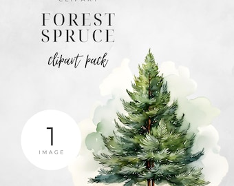 Akvarell PNG med skogsgran, vintergrön illustration, julgransgrafik i skogen, grön botanisk högtid PNG för hantverk