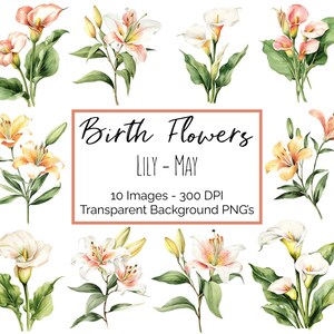 Clipart PNG | fleur mai mois de naissance | 10 PNG floraux de lys | Fond transparent | 300 ppp en téléchargement numérique