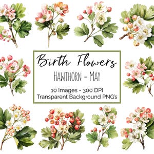 Aubépine Clipart PNG | fleur mai mois de naissance | 10 fleurs d'aubépine de la vallée | Fond transparent | 300 ppp en téléchargement numérique