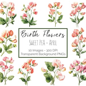 Clipart de pois de senteur PNG | Fleur Avril Mois de Naissance | 10 PNG floraux pois de senteur | Fond transparent | 300 ppp en téléchargement numérique