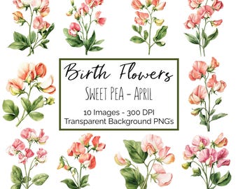 April Sweet Pea Birth Flower Clipart PNG Bundle, Watercolor Sweet Pea Flower Graphics, April Birthday Flower Clipart Commercial Use