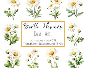 April Daisy Birth Flower Clipart PNG Bundle, Watercolor Daisy Flower Graphics, April Birthday Flower Clipart Commercial Use