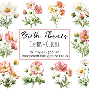 Cosmos Clipart PNG | Fleur Octobre Mois de Naissance | 10 PNG Cosmos floraux | Fond transparent | 300 ppp en téléchargement numérique