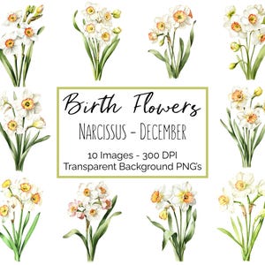 Narcisse Clipart PNG | Fleur Décembre mois de naissance | 10 fleurs de narcisse | Fond transparent | 300 ppp en téléchargement numérique